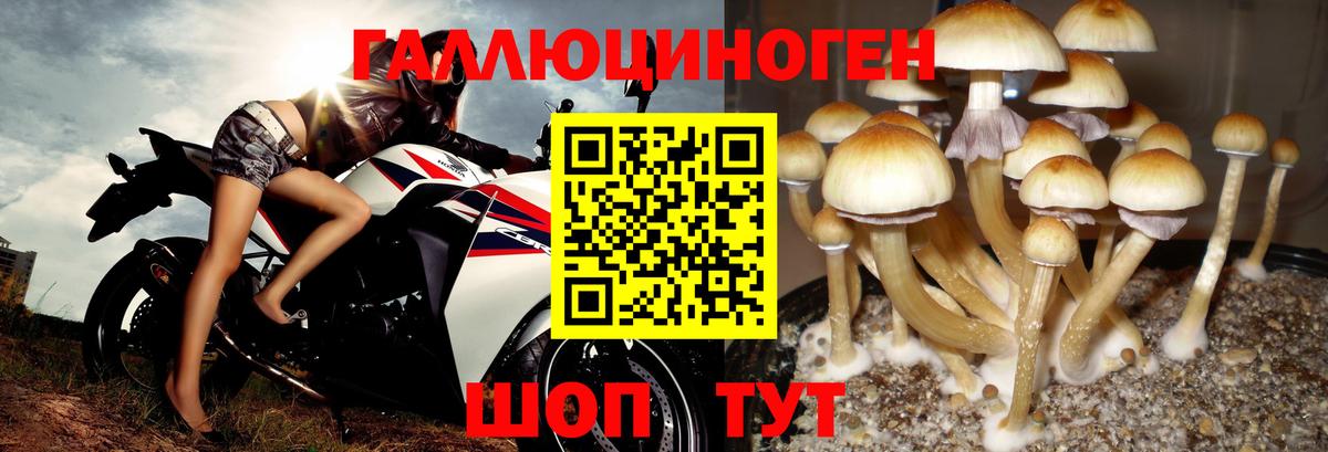 Псилоцибиновые грибы Psilocybine cubensis Ухта